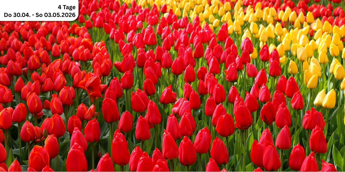 Holland und die Tulpenblüte